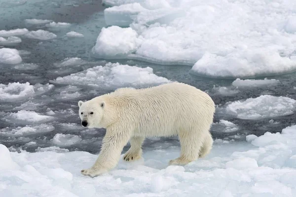自然栖息地的雄伟毛茸茸的北极熊 Kvitya 斯瓦尔巴特群岛 1月马延 — 图库照片