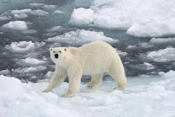 Majestuoso Oso Oso Polar Peludo Hábitat Natural Kvitya Archipiélago Svalbard — Foto de Stock