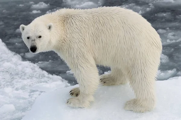 Fenséges Szőrös Jegesmedve Természetes Élőhelyét Kvitya Svalbard Szigetvilág Jan Mayen — Stock Fotó