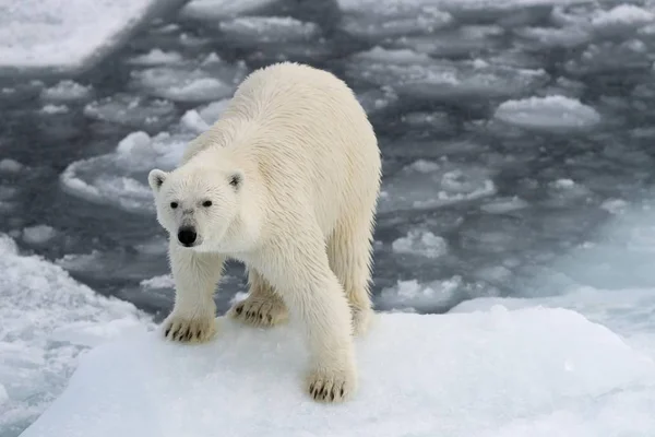 Maestoso Orso Polare Peloso Habitat Naturale Kvitya Arcipelago Delle Svalbard — Foto Stock