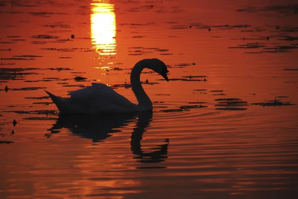 Hermoso Cisne Mudo Nadando Agua Atardecer —  Fotos de Stock