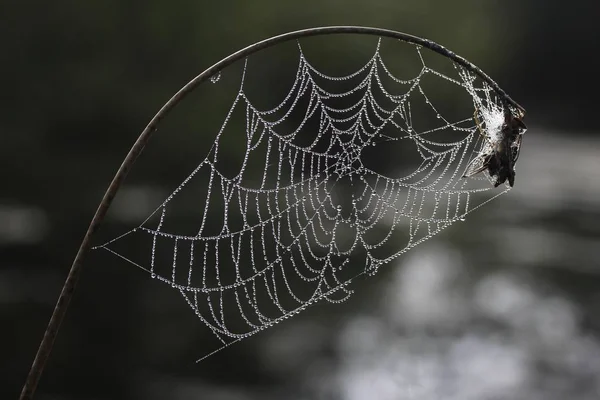 Pavučina Kapkami Rosy Baden Wrttemberg Německo Evropa — Stock fotografie