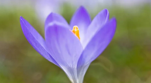 Crocus Spring Awakening Lake Constance Konstanz Baden Wuerttemberg Germany Europe — Stock Photo, Image