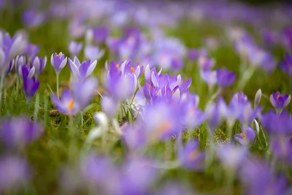 Closeup View Crocuses Flowers Meadow — Stock Photo, Image