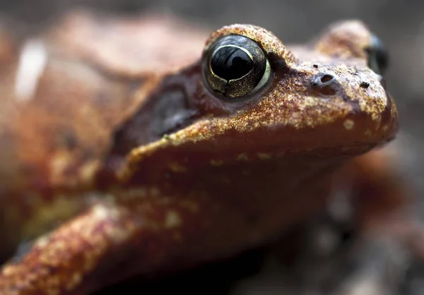 European Common Brown Frog Close — Fotografia de Stock