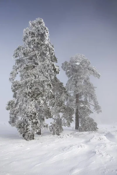 Alberi Innevati Nel Paesaggio Invernale Con Nebbia Nella Foresta Nera — Foto Stock