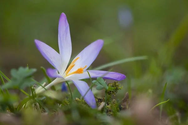 クロッカスは春の牧草地の成長のクローズ アップ ビュー — ストック写真