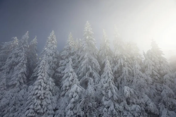 Árvores Cobertas Neve Com Sol Nevoeiro Norte Floresta Negra Baden — Fotografia de Stock