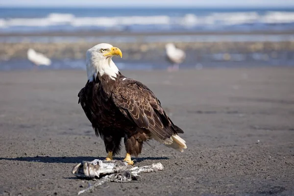 Bald Eagle Beach Anchor Point Alaska Usa North America — Stock Photo, Image