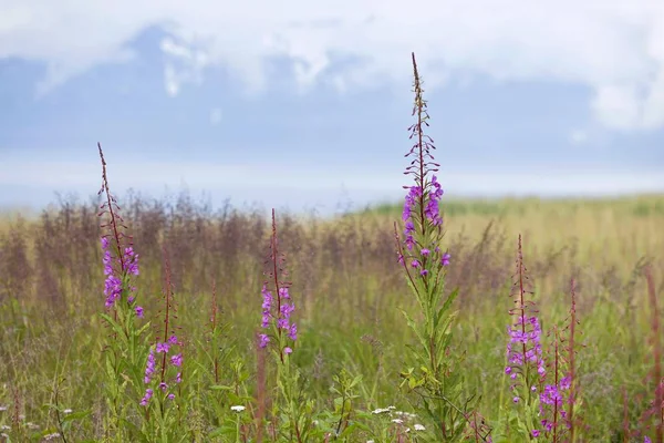 Fireweed Lub Wielki Herb Wierzby Kwiat Narodowy Ameryki Północnej Alaska — Zdjęcie stockowe