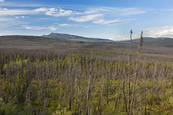 Forest Fire Område Taylor Highway Kvällsljus Alaska Usa Nordamerika — Stockfoto