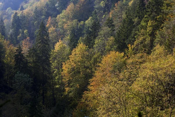 Höstlig Skog Nära Scheidegger Vattenfall Allgaeu Bayern Tyskland Europa — Stockfoto