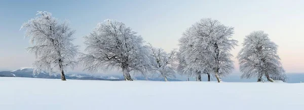 Vista Panoramica Faggi Forma Vento Alla Luce Del Mattino Con — Foto Stock