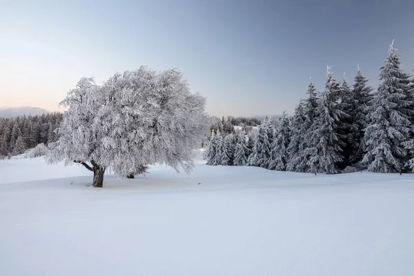 Vista Panorâmica Das Árvores Cobertas Neve Gama Montanhas Floresta Negra — Fotografia de Stock