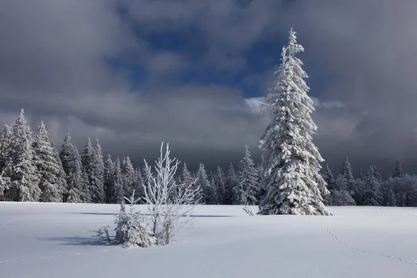 Firs Neve Fresca Montanha Kandel Floresta Negra Baden Wuerttemberg Alemanha — Fotografia de Stock