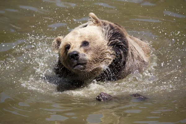 Urso Marrom Bonito Natureza Selvagem — Fotografia de Stock
