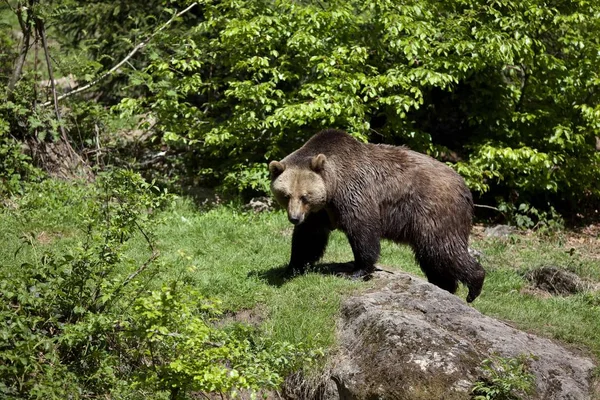 Niedlicher Braunbär Wilder Natur — Stockfoto