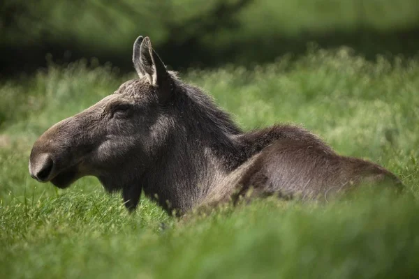 Moose Eurasian Elk Wild Nature — Stock Photo, Image