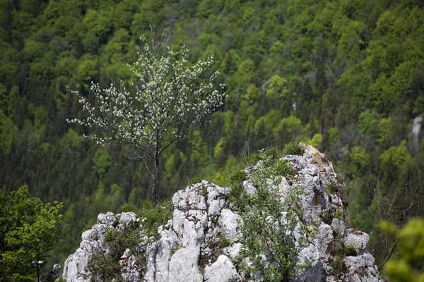 Quelle Donautal Auf Einem Felsen Bei Beuron Baden Württemberg Deutschland — Stockfoto