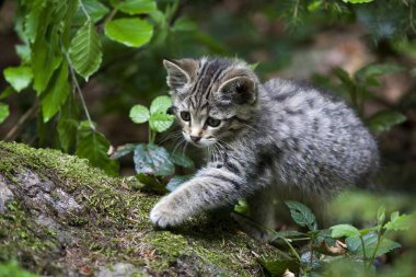 closeup view of cute wildcat at nature clipart