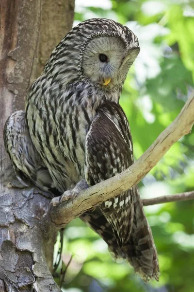 Ural Owl sitting on branch in wild life