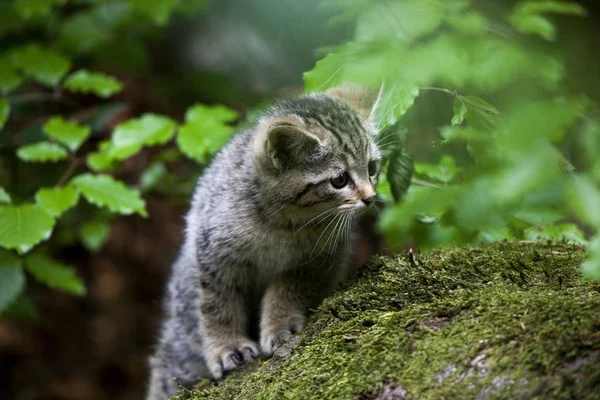 Doğa Sevimli Vahşi Kedi Closeup Görünümü — Stok fotoğraf