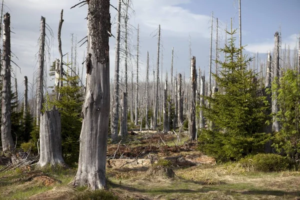 Lusen Bavyera Ormanı Bavyera Almanya Avrupa Konusunda Orman Dieback — Stok fotoğraf
