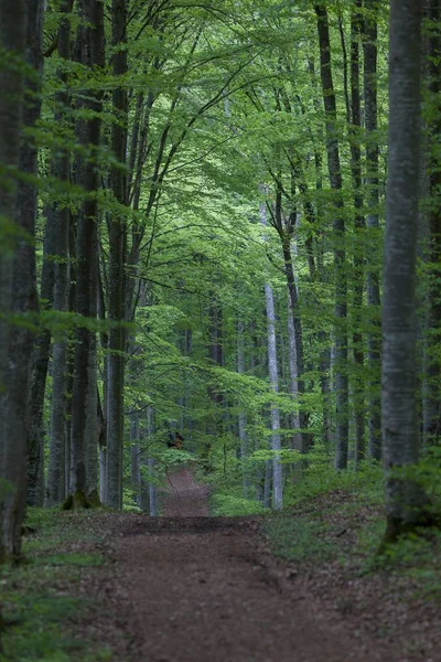 Vista Panoramica Del Sentiero Forestale Nella Valle Del Danubio Che — Foto Stock