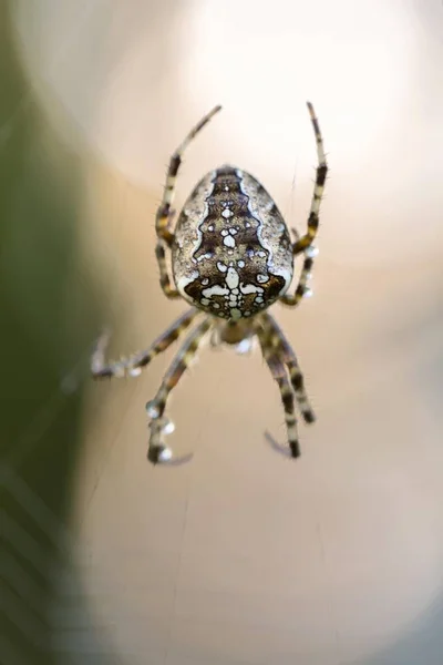 Yaygın Küre Ören Örümcek Araneus Kendi Ağında Konstanz Baden Wuerttemberg — Stok fotoğraf