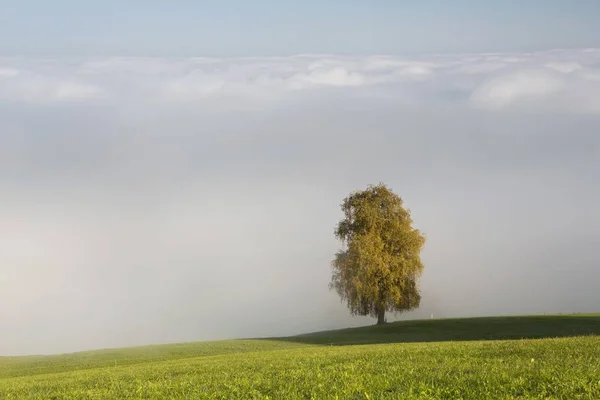 Vacker Utsikt Över Dimma Med Höstliga Träd Rorschacherberg Bodensjön Schweiz — Stockfoto