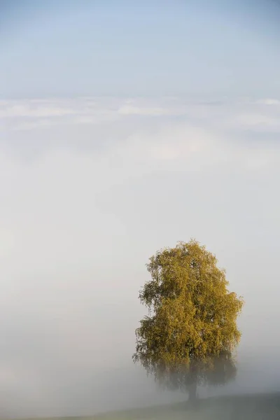 Vista Panorâmica Nevoeiro Com Árvore Outonal Rorschacherberg Suíça Europa — Fotografia de Stock