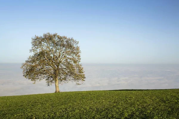 Nevoeiro Com Árvore Outonal Rorschacherberg Lago Constança Suíça Europa — Fotografia de Stock
