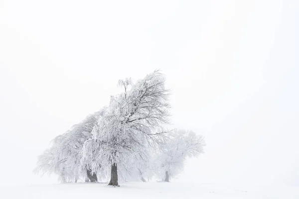 Vacker Utsikt Över Vinden Formad Träd Vintern — Stockfoto