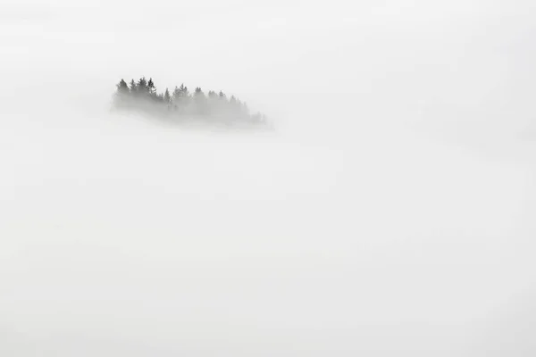 Vue Majestueuse Sur Forêt Couverte Brouillard Profond — Photo