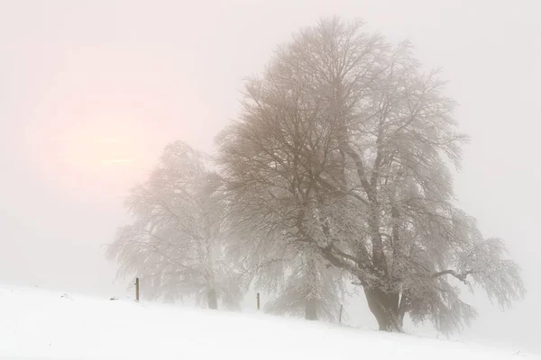 Vista Panoramica Alberi Forma Vento Inverno — Foto Stock