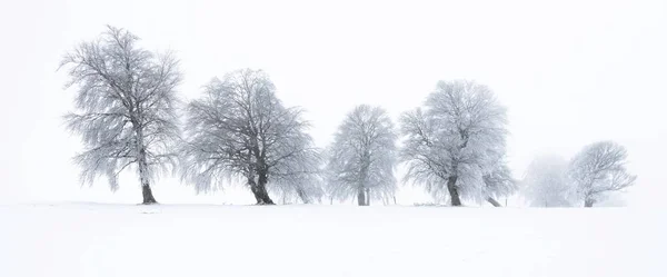 Vedere Pitorească Copacilor Formă Vânt Timpul Iernii — Fotografie, imagine de stoc