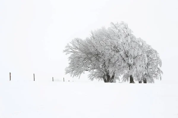 Vista Panoramica Alberi Forma Vento Inverno — Foto Stock