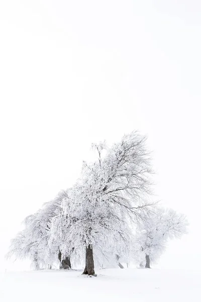 Vista Panoramica Alberi Forma Vento Inverno — Foto Stock