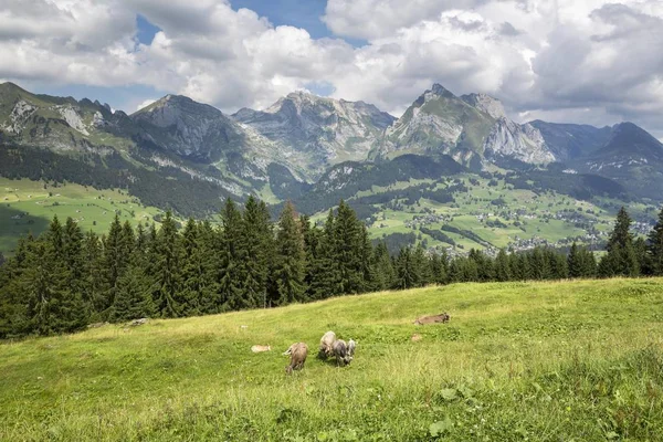 Klangweg Veya Ses Toggenburg Dağ Wildhaus Sviçre Avrupa Konusunda Görüş — Stok fotoğraf