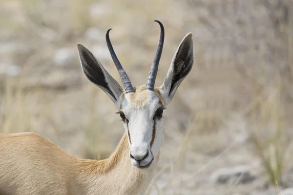 Springbok Antidorcas Marsupialis Parque Nacional Etosha Namibia África — Fotografia de Stock