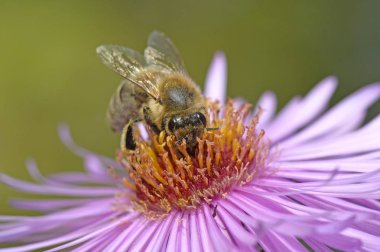Honey bee sucking up nectar detailed macro shot view clipart