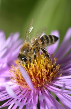Honey bee sucking up nectar detailed macro shot view clipart