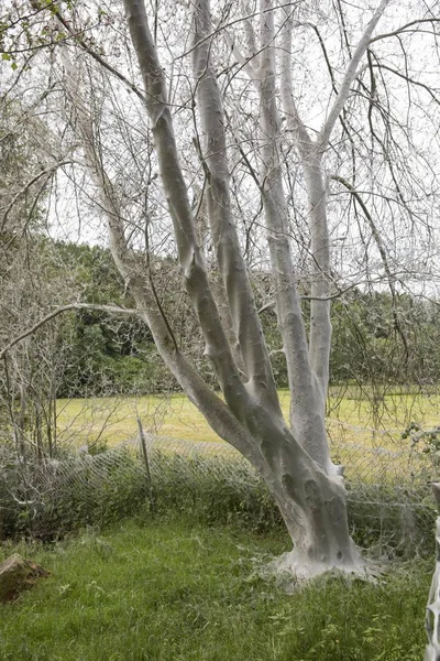 Scenic View Tree Infested Ermine Moths — Stock Photo, Image