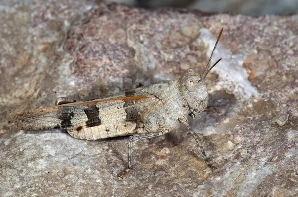 Areia Asa Azul Grasshopper Detalhada Macro Tiro Vista — Fotografia de Stock