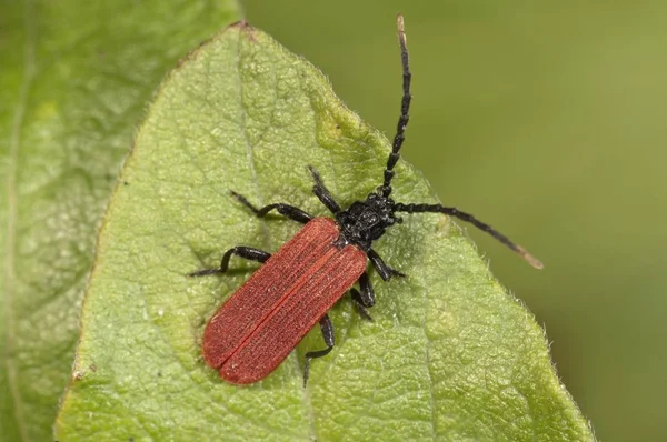 Beetle Species Detailed Macro Shot View — Stock Photo, Image