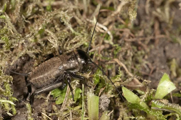 Gedetailleerde Macro Veld Cricket Schot Weergave — Stockfoto