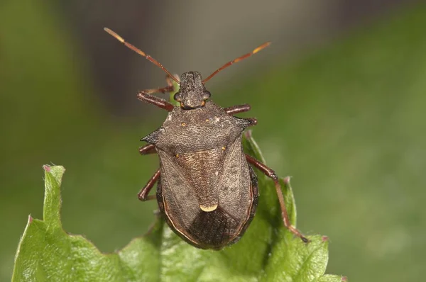Escudo Especies Insectos Vista Macro Detallada — Foto de Stock