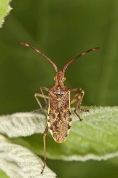 Juniper Shield Bug Szczegółowe Zdjęcia Widok Makro — Zdjęcie stockowe