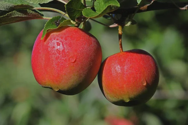 Äppelträd Med Färska Röda Äpplen — Stockfoto