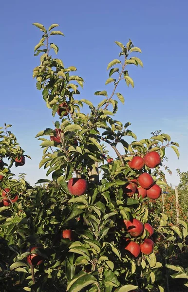 Jabłoni Świeżych Jabłek — Zdjęcie stockowe